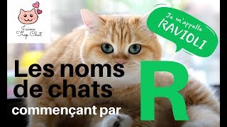 😸Les noms de chats en R 😸Quel nom choisir pour votre chat [upl. by Anifares]