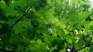 Horse Chestnut Tree [upl. by Ranger]