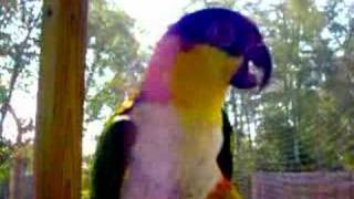 Talking Caique [upl. by Rockey]