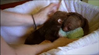 Baby Sloth Twins Are Inseparable [upl. by Lakym269]