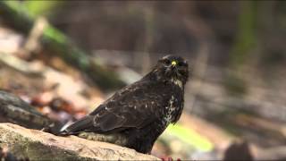 le festin de babette buteo buteo [upl. by Llemhar408]