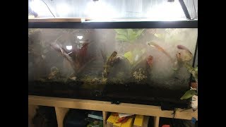 15 DIY Fogger for Frog Tank or Vivarium [upl. by Reginnej195]