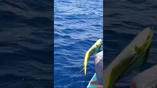 Enjoying in Lakshadweep  tourist placeyoutubeshorts travel shorts [upl. by Omland]