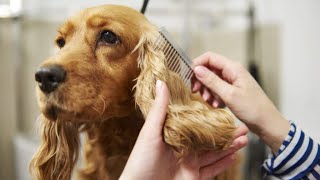 Cocker Spaniel Grooming  The Ultimate Dog Grooming [upl. by Berfield]