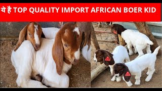 Import line African Boer Kid  Goat Farming [upl. by Cardew]