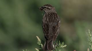 Female Red Wing Blackbird [upl. by Hizar]