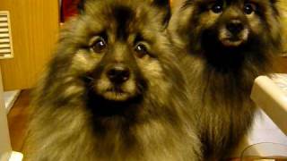 Keeshond Dog IQ test Pt1 Action 1 [upl. by Greenman]