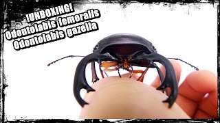 Unboxing GIANT Odontolabis femoralis  Odontolabis gazella [upl. by Dnomra]