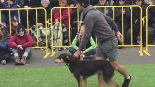 Casterton Kelpie Muster 2016 new high jump record [upl. by Polash]