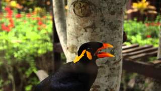 WOW TALKING MYNAH BIRD  Amazing speaking bird says quotIm Mr Speakerquot quotSawadikaquot quotHelloquot [upl. by Nipsirc418]