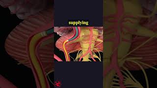 Brain Clot Removal Procedure health wellness shorts [upl. by Floyd]