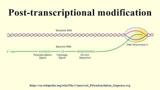 Posttranscriptional modification [upl. by Nevaj]