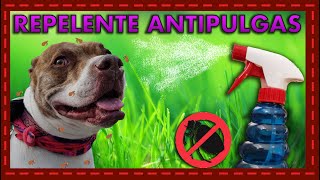 Fórmula casera y efectiva repelente anti pulgas y garrapatas para mascotas [upl. by Latterll]