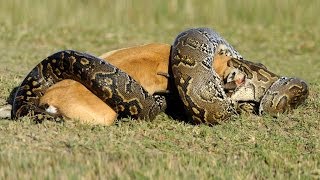 Lion vs Python HD  Must see [upl. by Aitahs77]