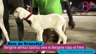 AVIS DE TRANSFER BERGERIE AKHLOULDADRIOU VERS LE BERGERIE NDAO ET FRÈRE [upl. by Udela]