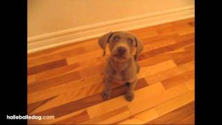 Weimaraner Puppy Following 2 Cute [upl. by Alemaj]