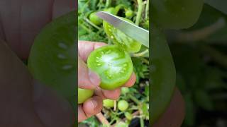 Green tomato cutting skills cuttingskills vegetablecarving cuttingvegetable cuttinggarden [upl. by Anitrebla]