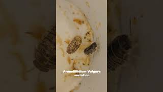 Armadillidium Vulgare mutation [upl. by Tnafni]