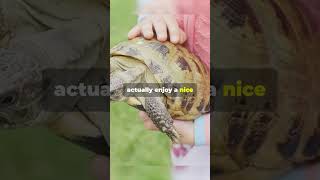 Turtles Can Feel Their Shells and Enjoy Being Pet facts wildanimalfacts animals turtle [upl. by Pegg]