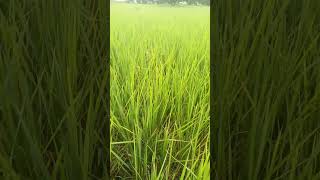 Chitimuthalu farming farming  organic farmingtrending starting to ending days 135 days [upl. by Ruenhs]