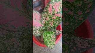 Best Aglaonema plant indoor plant short video [upl. by Ynaitirb]