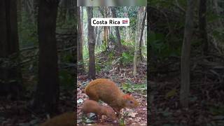 Familia de Agutis o Guatusas en Costa Rica 🇨🇷 [upl. by Eelyrehc]