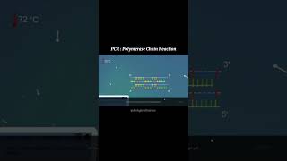 PCR Reaction 3D ANIMATION youtubealgorithm youtube youtubeshorts [upl. by Regnij]