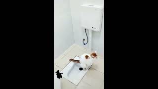 Laugh Out Loud with These Crazy Cats amp Dogs Part 12 [upl. by Nairdad]