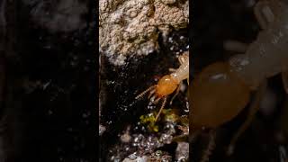 Meet Cryptotermes brevis The Tiny Termite Terror [upl. by Christiano]