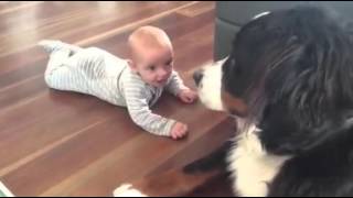 Bernese mountain dog with 4 month old baby [upl. by Liman]