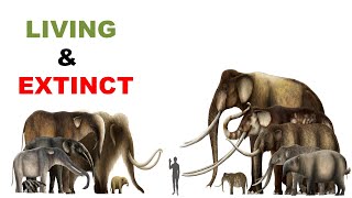 10 Largest Elephants Ever Lived ll Extinct amp Living [upl. by Fendig]