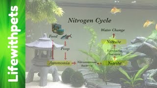 How To Cycle A Tank And the Nitrogen Cycle [upl. by Akinehc]