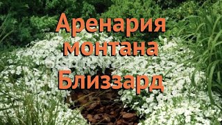 Песчанка обыкновенная Близзард 🌿 песчанка Близзард обзор как сажать семена песчанки Близзард [upl. by Judd614]