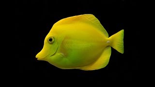 Facts The Yellow Tang [upl. by Notnek]