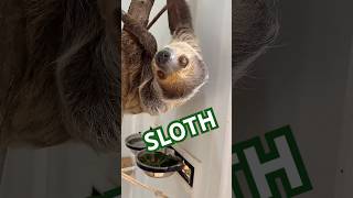 Flash  our sloth loves visitors [upl. by Romona]