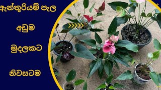 අලවිය සදහා ඇන්තූරියම් පැල Package No 5  Alaviya Sadaha Anthuriyam Pela  NMLIN  NMLIN [upl. by Hetti]