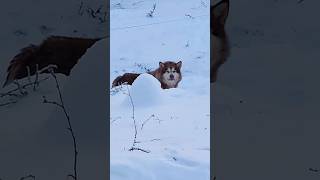 The Most Dramatic Huskies  Such a Drama Queen🤣 Normal dogs vs Huskies 🤣 huskydog husky shorts [upl. by Engis643]