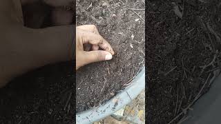 Black gold  soil with light weightsoil savesoil vermicompost garden [upl. by Bartosch]