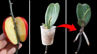 Orchids will take root immediately if you propagate using this method [upl. by Mercuri]