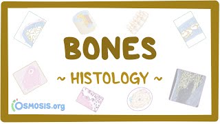 Bones Histology [upl. by Yentterb]