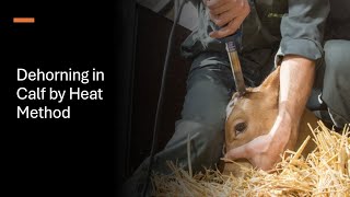 Dehorning of Calf by Heat Method Electric dehorner Simple Method of Disbudding [upl. by Gina167]