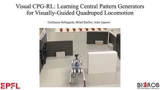 Visual CPGRL Learning Central Pattern Generators for VisuallyGuided Quadruped Locomotion [upl. by Htabazile605]