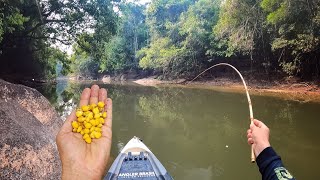 USEI ESSA ISCA NA VARINHA BAMBU OS PIAUS FICARAM LOUCOS FIZEMOS FRITO NA HORA Pescaria [upl. by Gena]