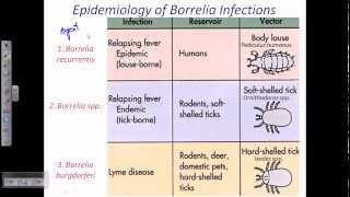 Borrelia sp [upl. by Helenka]