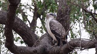 Martial Eagle calling and flying in search of prey [upl. by Gladdy]