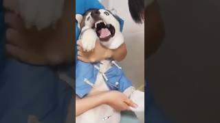 Dog injection dairy funny funnupets dogs [upl. by Nnairet]