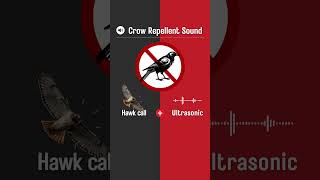 Crow Repellent Sound Hawk Call and Ultrasonic Sound Shorts [upl. by Elyac]