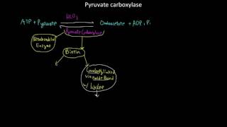 Pyruvate carboxylase [upl. by Brott]