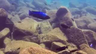 Fossorochromis rostratus at Maingano Island [upl. by Alihet]