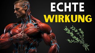 10 Kräuter die Testosteron wie Verrückt zum Fließen Bringen [upl. by Leonsis]